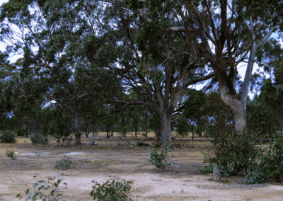 Weeds and herbicides