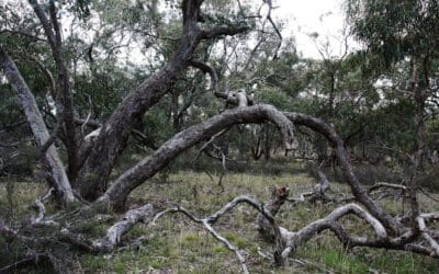 St Arnaud and Slaty Creek carbon sequestration