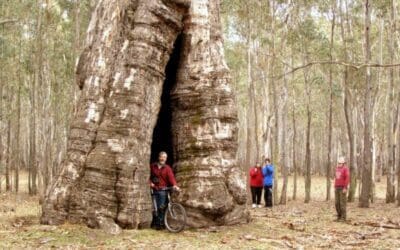 ‘Morwell’ in the Northern Grampians