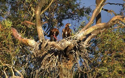 Woodland birds return to Pine Grove