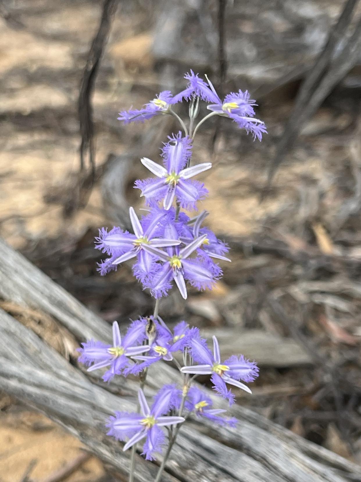 Fringe-lily at covenanted property in Walpeup.