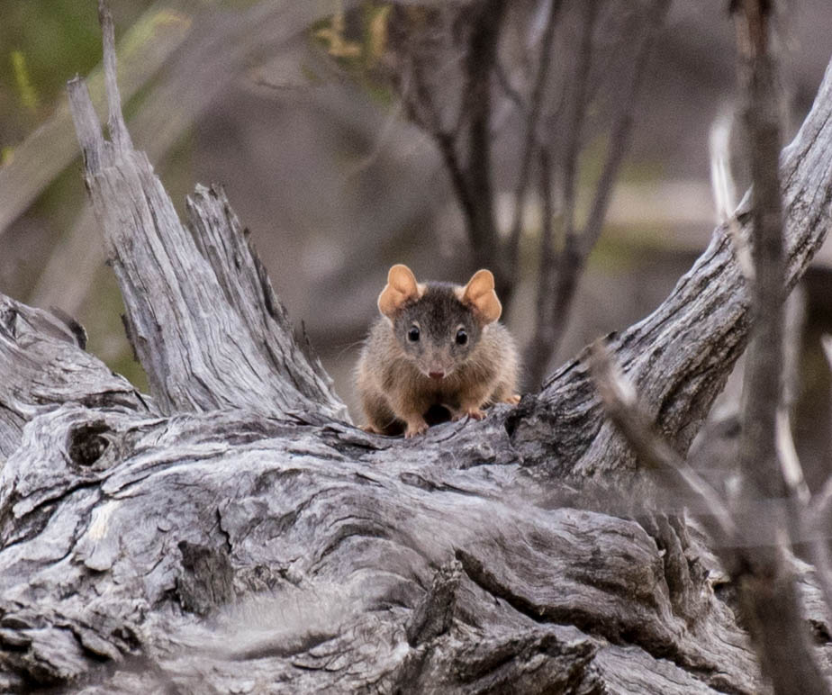 Antechinus, photo by Manfred Ruff.