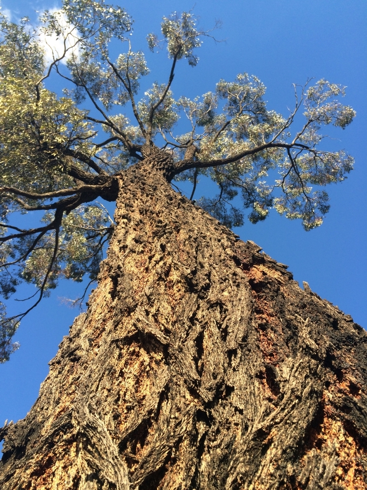 Ironbark photo by Manfred Ruff.