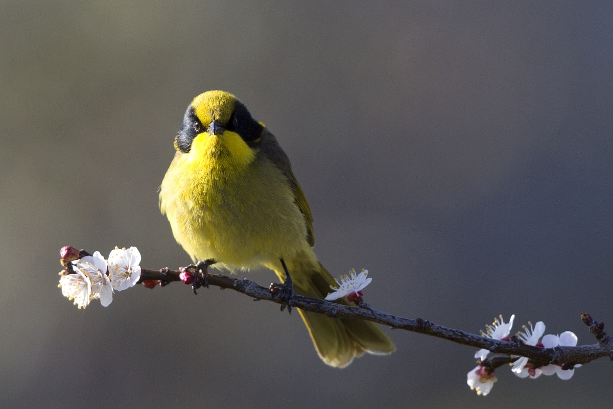 Yellow-tufted-honey-eater-manfred-ruff_small