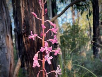 {{brizy_dc_image_alt entityId=