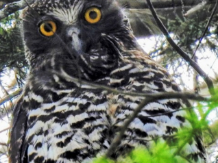 Powerful Owl 1