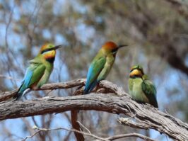 {{brizy_dc_image_alt entityId=