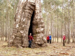 Red River Gum on Morwell in the Grampians