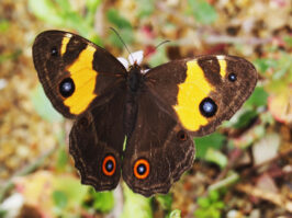 {{brizy_dc_image_alt entityId=