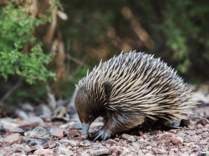 echidna